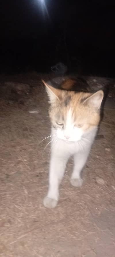 valencia Gardens Faisalabad