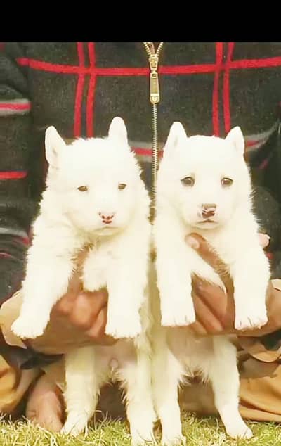 Russian puppy Male and female for sale available