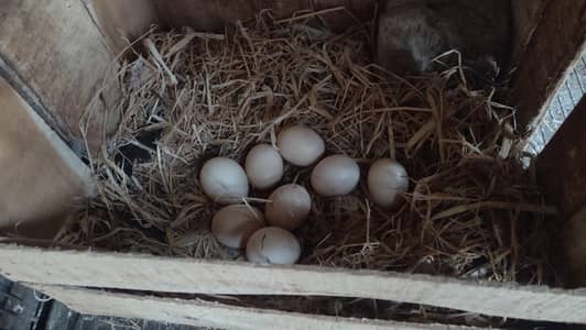 1 aseel pair aur aik semi female