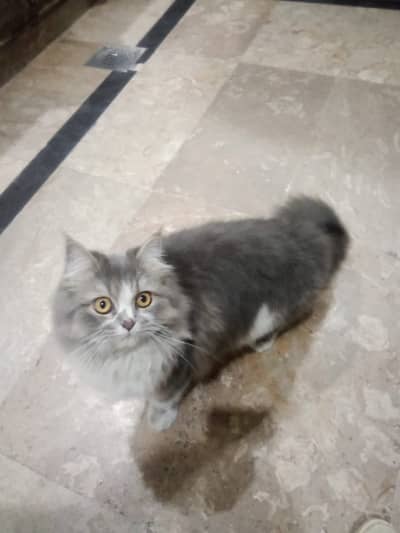Persian cat