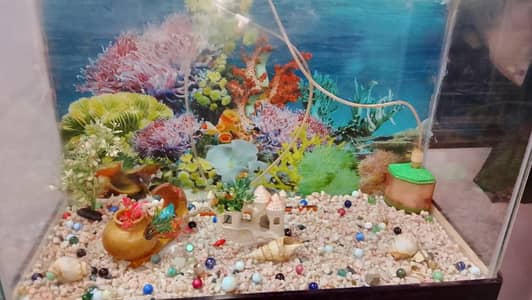 2.5 Feet Aquarium with Cabinet,filter,fishes--Full Setup--No Leakage.