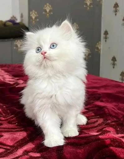 Persian cat triple quote 5 face mein later train