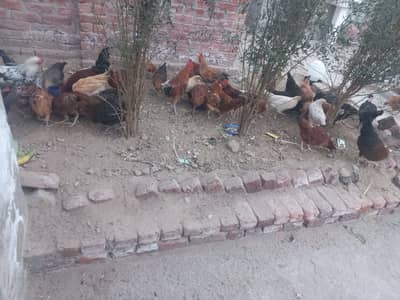 Goldan misri egg laying hen