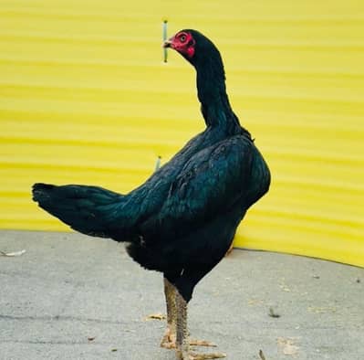 Thai pokeya chicks available online