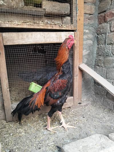 lakha Murga available