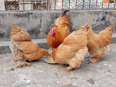 Buff Breaders For Sale