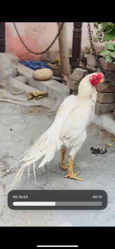 Parrot Beek Long tail