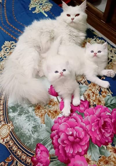 Pure Persian Triple coated  beautiful kittens for sale