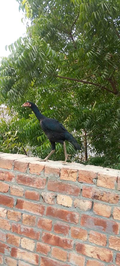 shamoo cross pathi for sale