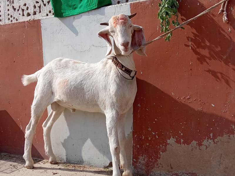 Bakra 0