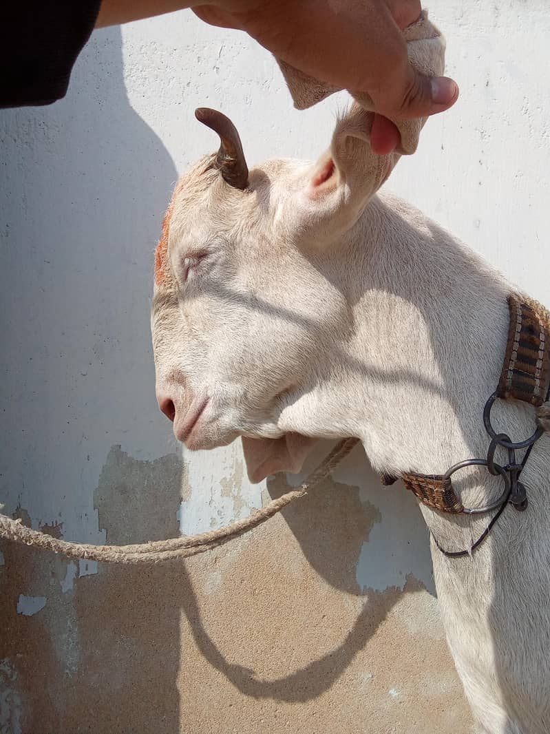 Bakra 1