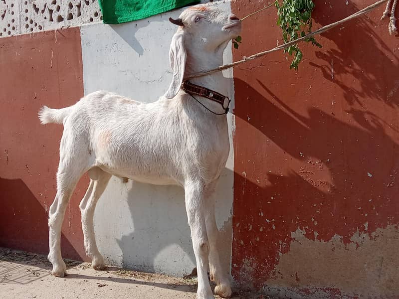 Bakra 3