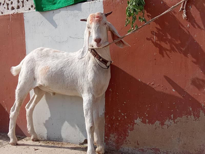 Bakra 4