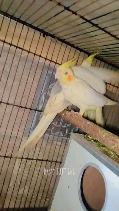 cocktail 110% breeder pair