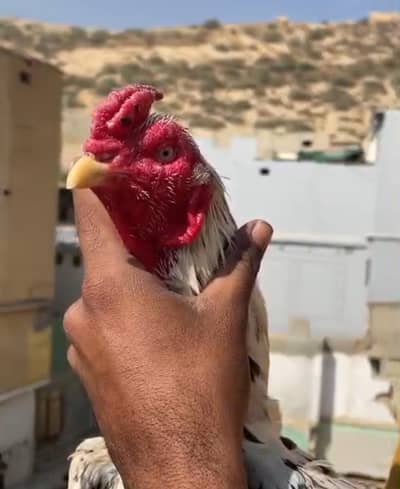 Poolya lakha Miawali mianwali  aseel roster murga cheena