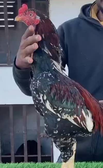 lakha Miawali mianwali  aseel roster murga cheena