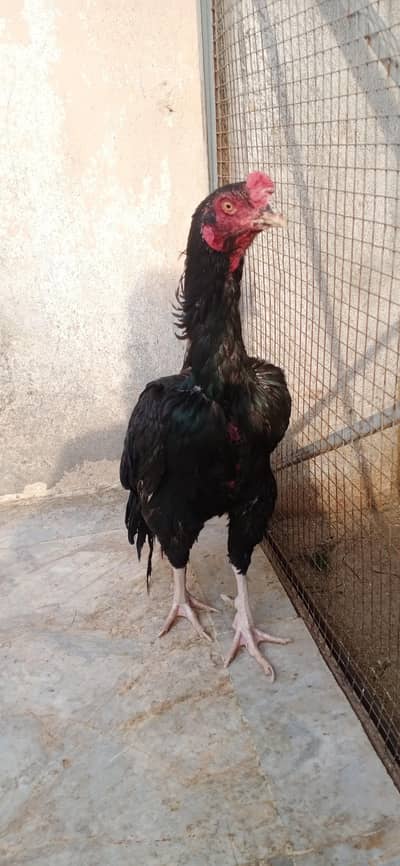 qualoty Lakha Mushka aseel Patha