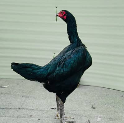 Thai pokeya chicks available online