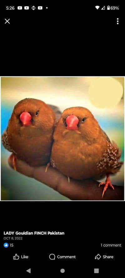 eumo emo orange finch. finches