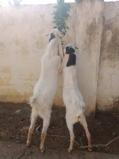 gulabi male bakray 2