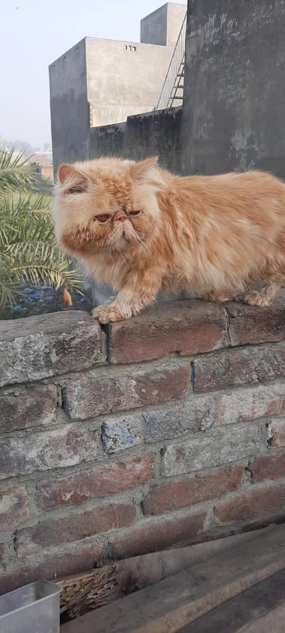 peki fc male breedr far sale  and stud srcves