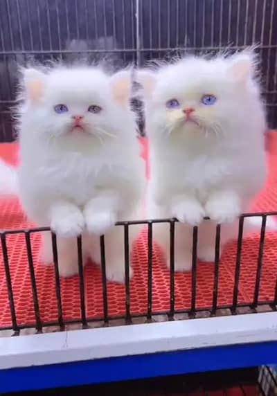 Persian female kitten for sale 03262468312 Whatsapp number