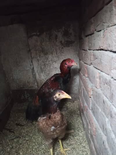 Aseel pair ,Good quality !