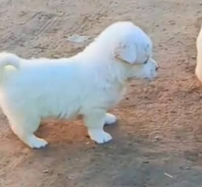 Russian male puppies for sale