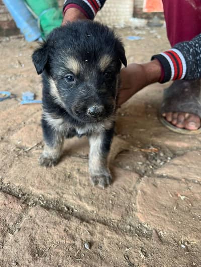 German shepherd puppies for sale