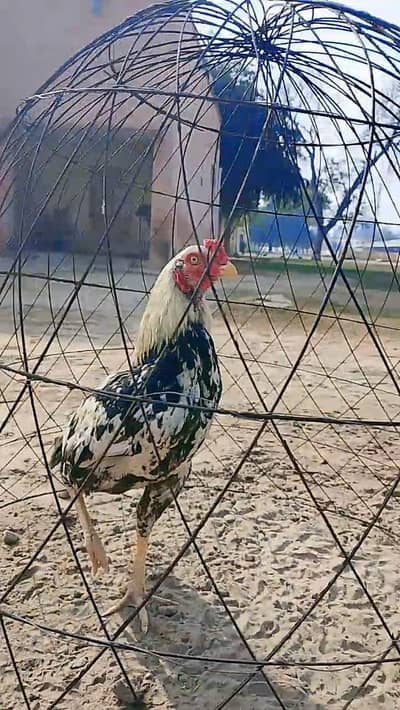 Aseel Mianwali Patha 03205476312