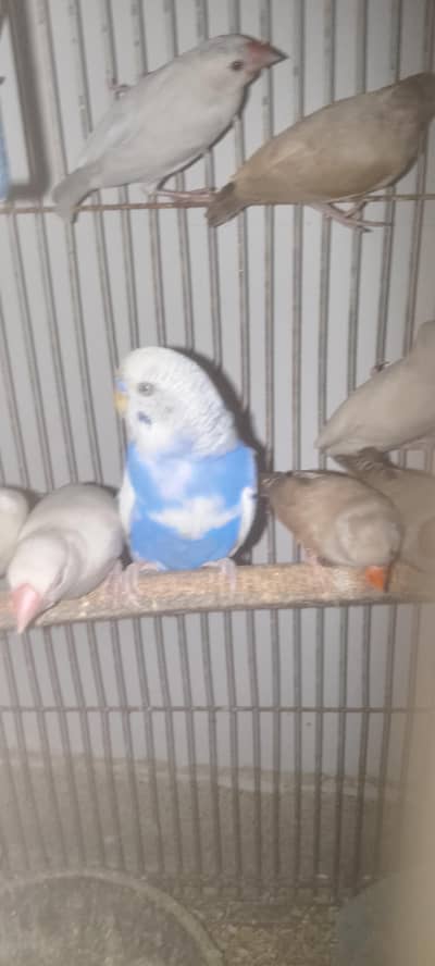 Pied Adult Australian Budgery