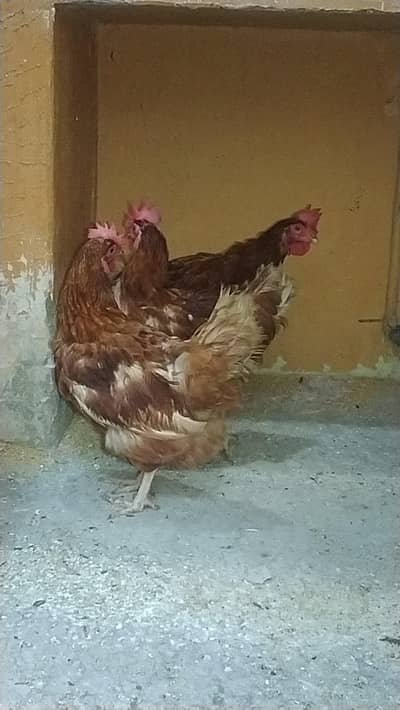 3 piece available ha eggs laying ha