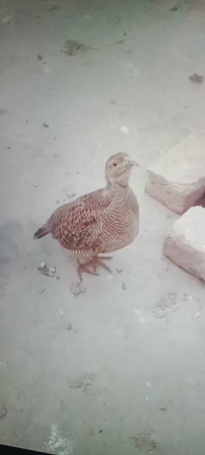 citi par Bol ta ha jis Bhai nay Lay na ho wo he rabta karay