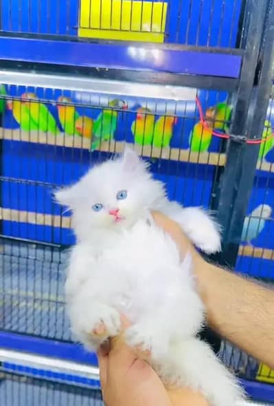 Persian female kitten for sale 03262468312 Whatsapp number