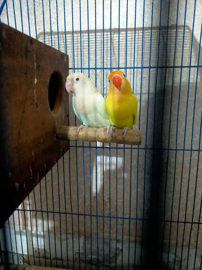 2 Breeder Males ( Albino Red Eye + Common Lutino )