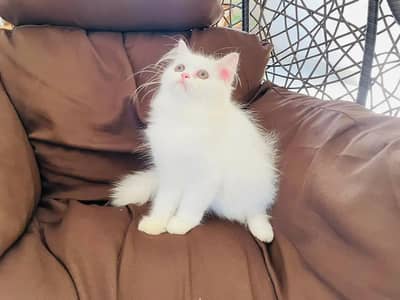 Persian female kitten for sale 03262468312 Whatsapp number