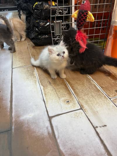Persian Kitten 3riplle Coated