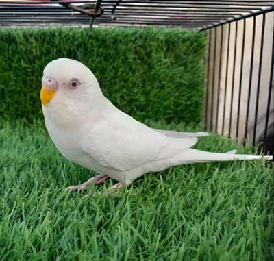 Australian Red Eye Male