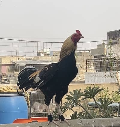 Aseel male and black buff male