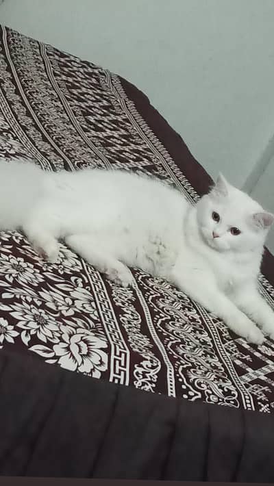 Pure White Female Persian Cat for sale