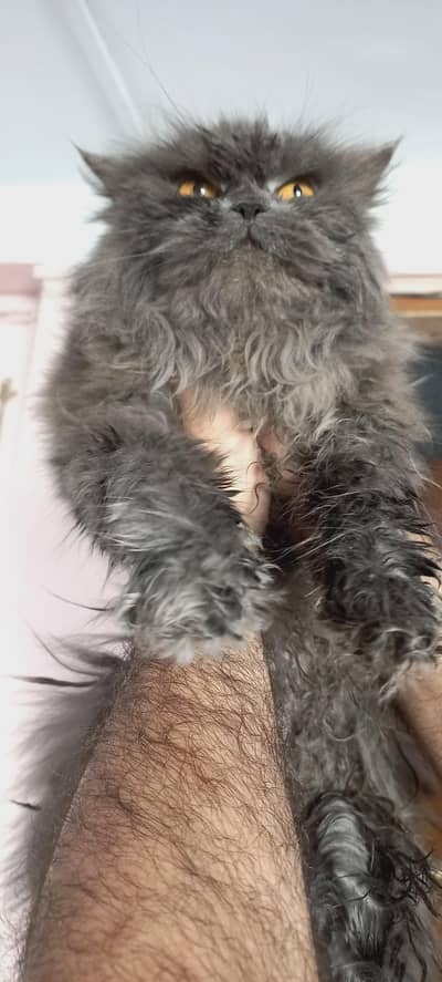 Persian Cat Extreme Punch Face