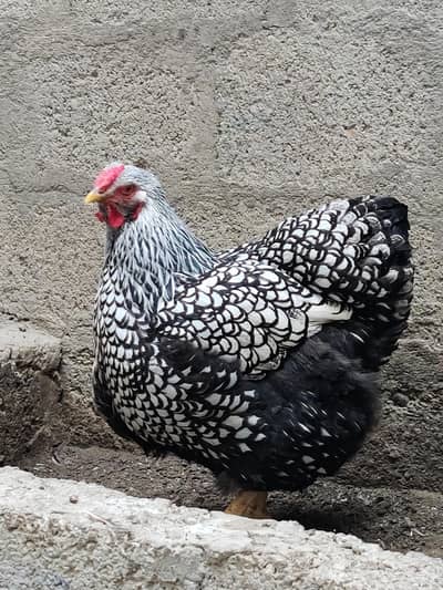 Silver Laced Wyandotte Breeder Pair & Trio