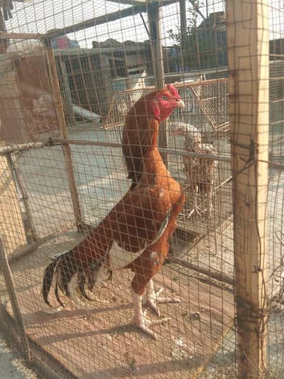 Aseel murga for sale