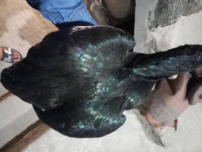 thai crass madi  full gamer