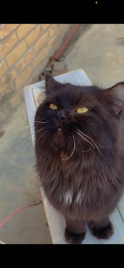 Colour black eye colour, golden