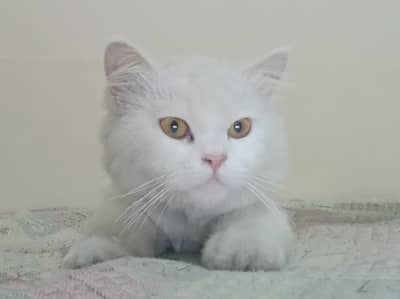 Persian cat triple coat