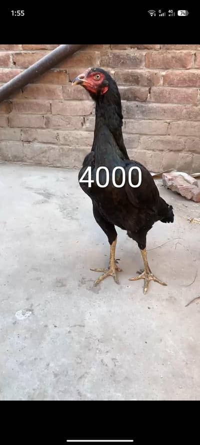 Adnan Aseel 03076748257 with tpni