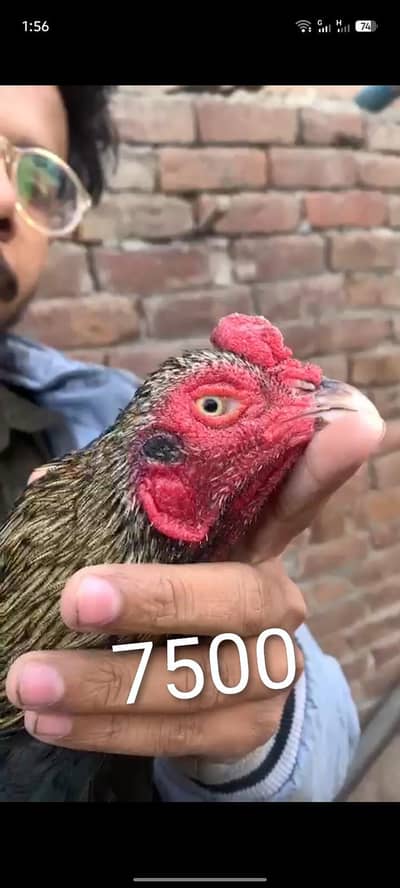 Adnan Aseel 03076748257 with tpni