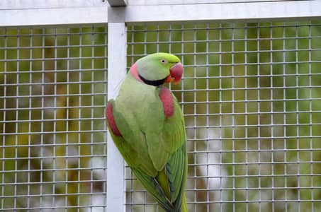 raw parrot
