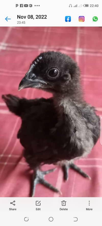 Ayam cemani / buff  offers